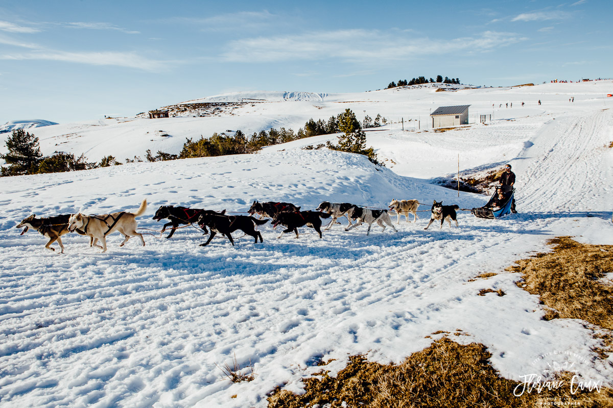 mariage chiens de traîneaux en ariège
